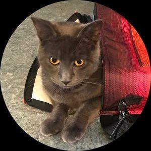 Meet your Posher, Kim